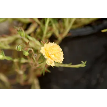 Yellow Adenium Plant